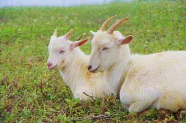 GOAT pasture 山羊