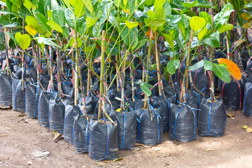 agriculture