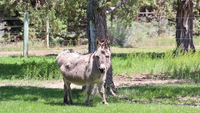 Miniature donkey standing in green field staring at camera