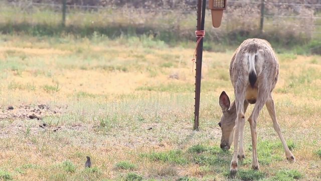 One mule deer grazing in yard with blackbirds