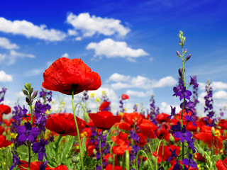 Obraz premium Summer wildflowers