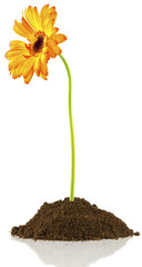 fleur de gerbera sur motte de terre