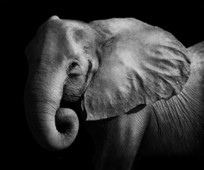 Fototapeta premium Elephant (Artistic Processing)