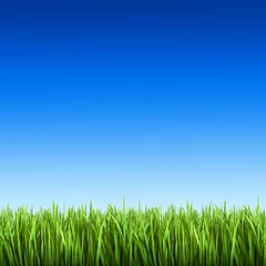 Foto op Plexiglas Grass on the background of blue sky © johnny-ka