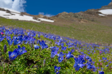 blue flowers field on a mount slope