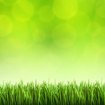 Grass on the green background