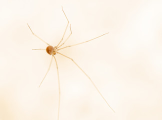Pholcus