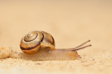 Snail