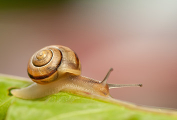 Snail