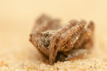 Araneus angulatus