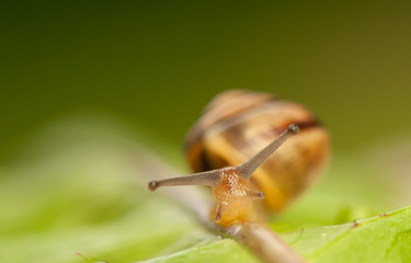 Snail