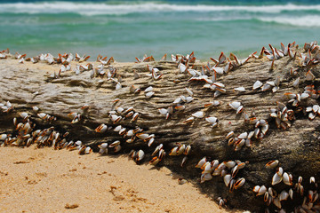 Wood after storm on the beach in Thailand