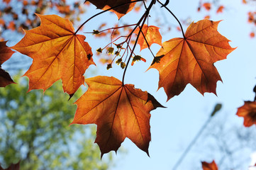 Red maple leaves