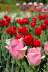 flowering tulips