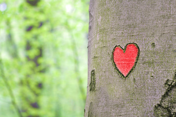 red heart carved in the tree