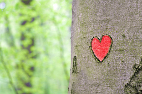 Red Heart Carved In The Tree