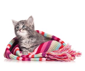 Sad kitten