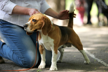 Beagle Dog exhibition moment