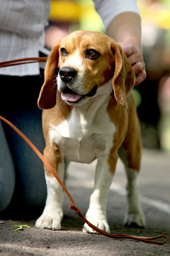 Beagle Dog exhibition moment