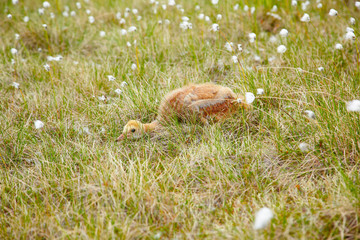 Chick of crane