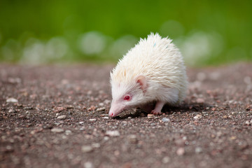 albino african hedgehog outdoors