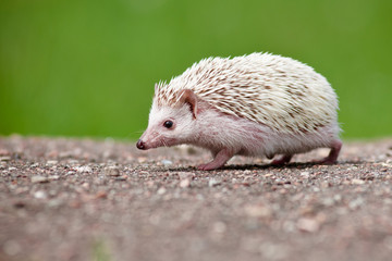 african hedgehog running