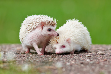 two african hedgehogs together