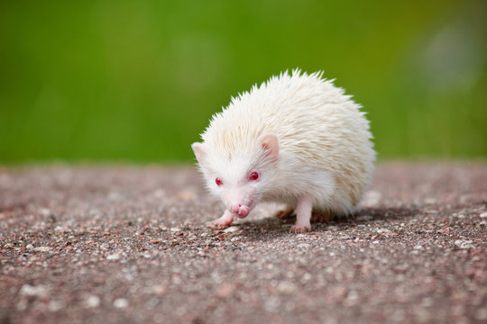 african hedgehog albino
