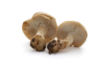 Champignons