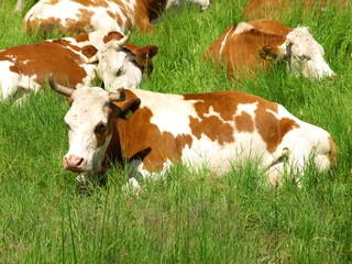 Cow lying down in the green meadow