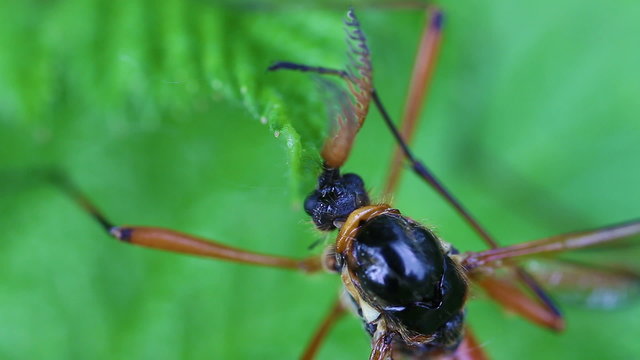 Holzschnake - Tanyptera atrata - Antennen
