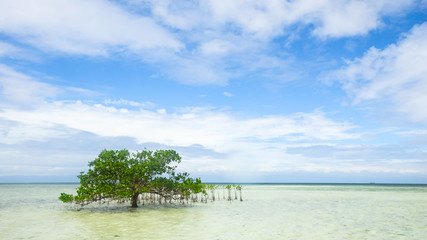 Single mangrove grows in shallow wate
