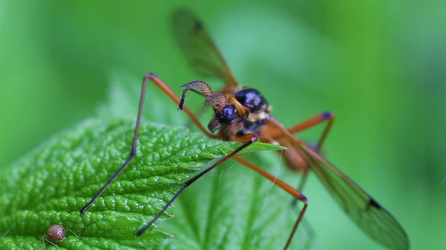 Holzschnake - Tanyptera atrata - Frontansicht