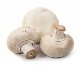 white mushroom