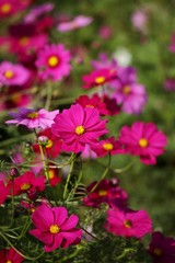 Obraz premium コスモス