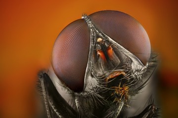 Extreme sharp and detailed study of fly head