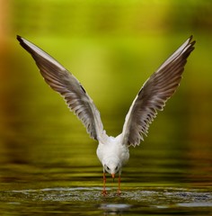 Seagull angel