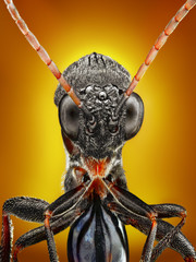 Wasp extreme sharp close up