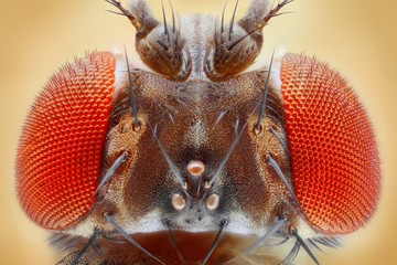 Fruit fly extreme sharp head closeup, microscope objective