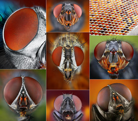 Collage of extreme sharp and detailed portraits of flies.
