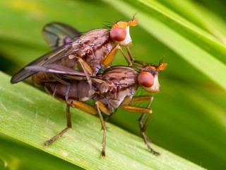 A couple of flies mating on a leaf