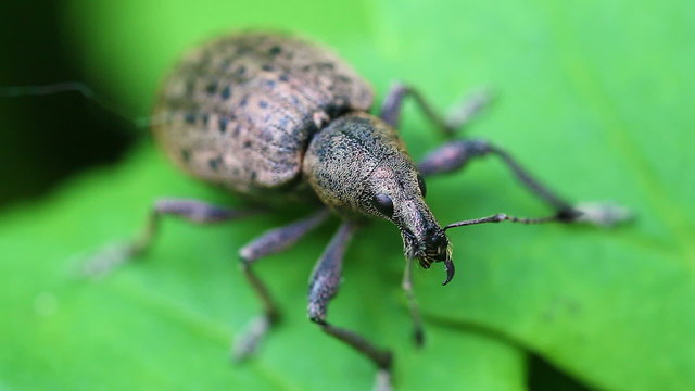 R&uuml;sselk&auml;fer - Curculionidae