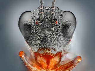 Extreme detailed and sharp microscopic image of a wasp