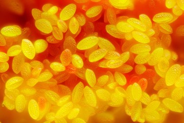 Extreme sharp and detailed study of pollen