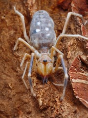 Close up shot of Camel spider
