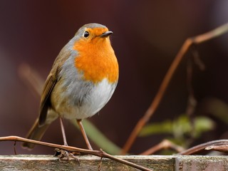 Robin bird photo taken in its natural environment