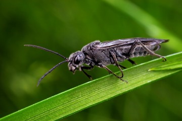 Black wasp photo taken in its natural environment