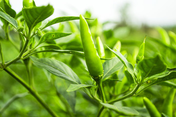 green chili pepper on the tree