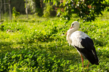 White stork