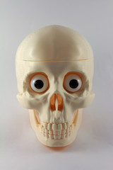 Model skull1